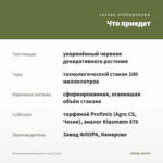 Остеоспермум Margarita Creme (0,1л) — что приедет