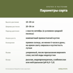 Остеоспермум Margarita Creme (срез/3шт) — параметры сорта