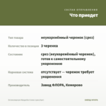Остеоспермум Margarita Creme (срез/3шт) — что приедет