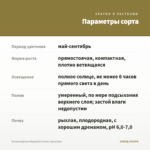 Остеоспермум Margarita Creme (срез/3шт) — параметры сорта