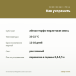 Остеоспермум Margarita Creme (срез/3шт) — как укоренить черенок