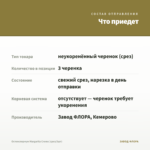 Остеоспермум Margarita Creme (срез/3шт) — что приедет