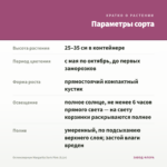 Остеоспермум Margarita Dark Pink (0,1л) — параметры сорта