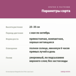 Остеоспермум Margarita Dark Pink (срез/3шт) — параметры сорта