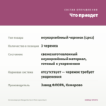 Остеоспермум Margarita Dark Pink (срез/3шт) — что приедет