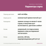 Остеоспермум Margarita Dark Pink (срез/3шт) — параметры сорта
