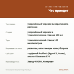 Остеоспермум Margarita Orange Flare (0,1л) — что приедет