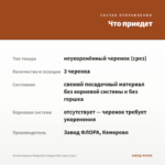 Остеоспермум Margarita Orange Flare (срез/3шт) — что приедет