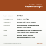 Остеоспермум Margarita Orange Flare (срез/3шт) — параметры сорта