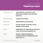 Остеоспермум Margarita Pink Flare (0,1л) — параметры сорта