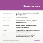 Остеоспермум Margarita Pink Flare (срез/3шт) — параметры сорта