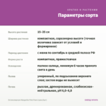 Остеоспермум Margarita Pink Flare (срез/3шт) — параметры сорта