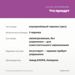 Остеоспермум Margarita Pink Flare (срез/3шт) — что приедет