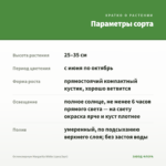 Остеоспермум Margarita White (срез/3шт) — параметры сорта