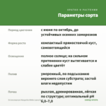Остеоспермум Margarita White (срез/3шт) — параметры сорта