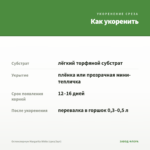 Остеоспермум Margarita White (срез/3шт) — как укоренить черенок