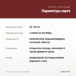 Остеоспермум Ostica Bronze (срез/3шт) — параметры сорта