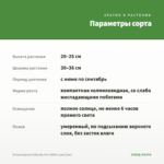 Остеоспермум Osticade Pure White (срез/3шт) — параметры сорта