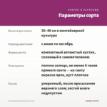 Остеоспермум Purple 3D (0,1л) — параметры сорта