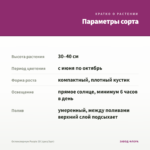 Остеоспермум Purple 3D (срез/3шт) — параметры сорта