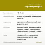 Остеоспермум SummerHero Magic Yellow (срез/3шт) — параметры сорта