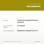 Остеоспермум SummerHero Magic Yellow (срез/3шт) — как укоренить черенок