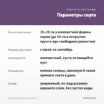 Остеоспермум Sunny Electra (0,1л) — параметры сорта