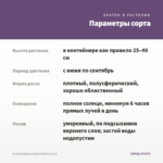 Остеоспермум Sunny Electra (0,1л) — параметры сорта