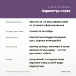 Остеоспермум Sunny Electra (срез/3шт) — параметры сорта