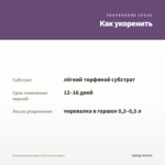 Остеоспермум Sunny Electra (срез/3шт) — как укоренить черенок