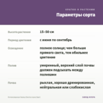 Остеоспермум Sunny Electra (срез/3шт) — параметры сорта