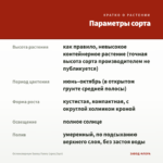 Остеоспермум Sunny Fanny (срез/3шт) — параметры сорта
