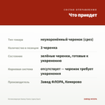 Остеоспермум Sunny Fanny (срез/3шт) — что приедет