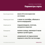 Остеоспермум Sunny Gaia (0,1л) — параметры сорта