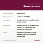 Остеоспермум Sunny Gaia (срез/3шт) — параметры сорта