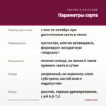 Остеоспермум Sunny Gaia (срез/3шт) — параметры сорта