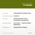 Остеоспермум Sunny Galina (срез/3шт) — что приедет