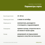 Остеоспермум Sunny Galina (срез/3шт) — параметры сорта