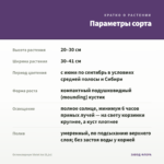 Остеоспермум Violet Ice (0,1л) — параметры сорта