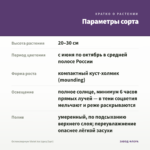 Остеоспермум Violet Ice (срез/3шт) — параметры сорта