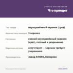 Остеоспермум Violet Ice (срез/3шт) — что приедет
