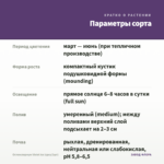 Остеоспермум Violet Ice (срез/3шт) — параметры сорта