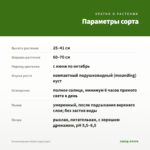 Остеоспермум Yellow (срез/3шт) — параметры сорта