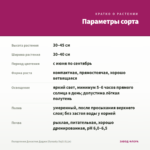 Пеларгония Династия Даджи (Dynasty Daji) (0,1л) — параметры сорта
