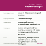 Пеларгония Династия Даджи (Dynasty Daji) (0,1л) — параметры сорта