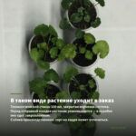 Пеларгония ИВ Галина Уланова (0,1л) — в таком виде растение уходит в заказ