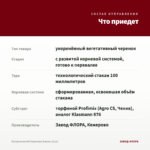 Пеларгония ИВ Королева Бирмы (0,1л) — что приедет