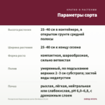 Пеларгония Королевская ангел Bordeaux (0,1л) — параметры сорта