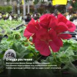 Пеларгония Королевская ангел Bordeaux (0,1л) — откуда растение: вертикальная ферма Завода ФЛОРА в Кемерово