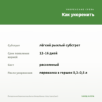 Пеларгония Королевская Ангел Mosquitaway Lizzy (срез/1шт) — как укоренить черенок